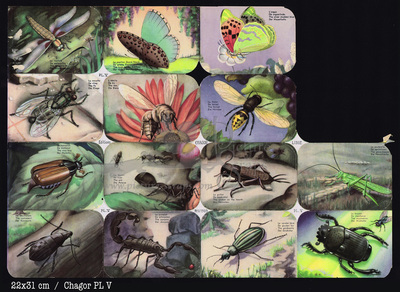21909 PL 5 insects square educational scraps Chagor.jpg