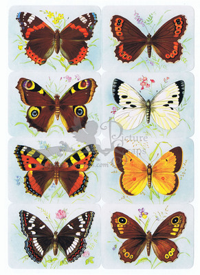 Kruger 99.1 b butterflies.jpg