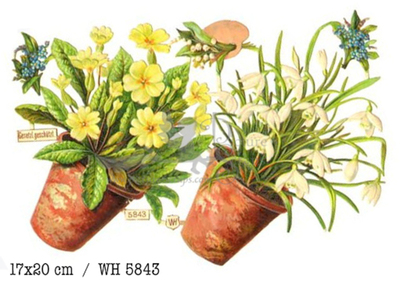 WH 5843 flowers in pots.jpg