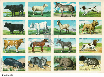 Rekos 77 educational animals cows horse donkey.jpg