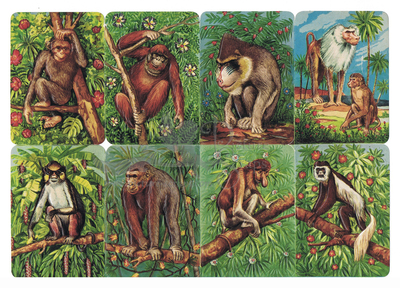Kruger 99.5 monkeys.jpg