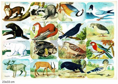 Rekos educational animals birds.jpg