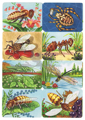 Kruger 99.8 insects.jpg