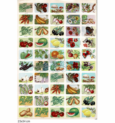 Rekos educational vegetables and fruits.jpg