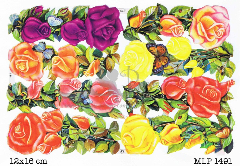 MLP 1491 roses.jpg