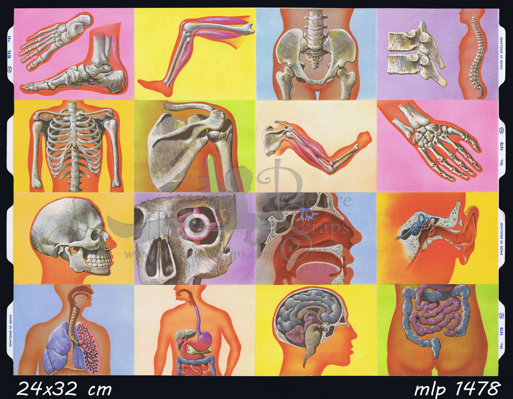MLP 1478 fullsheet skelets.jpg