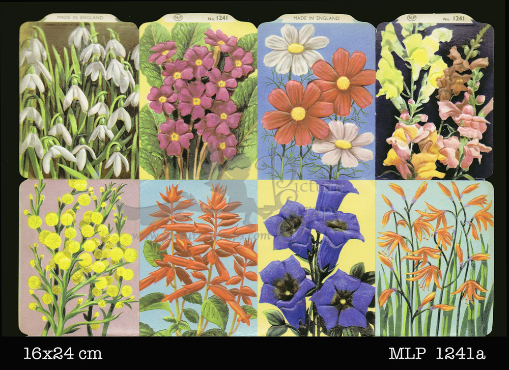 MLP 1241 a flowers.jpg