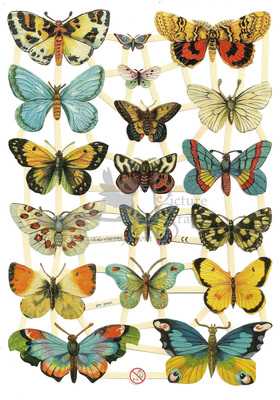 EF 7297 Butterflies & Moths.jpg
