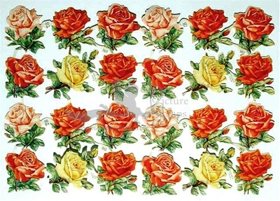 BNK 28 roses.jpg