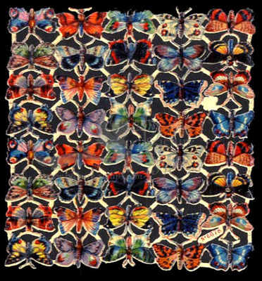 NL 6678 butterflies.jpg
