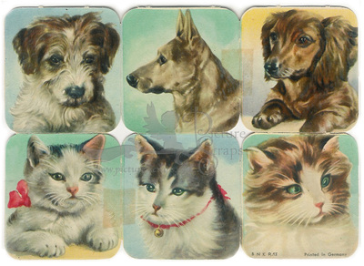 BNK R 13 cats and dogs.jpg