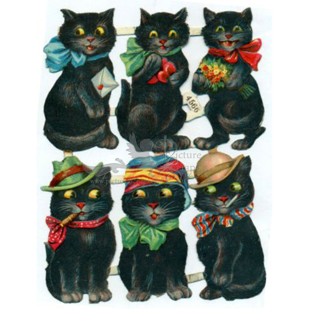 4566 black cats.jpg