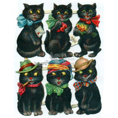 4566 black cats.jpg