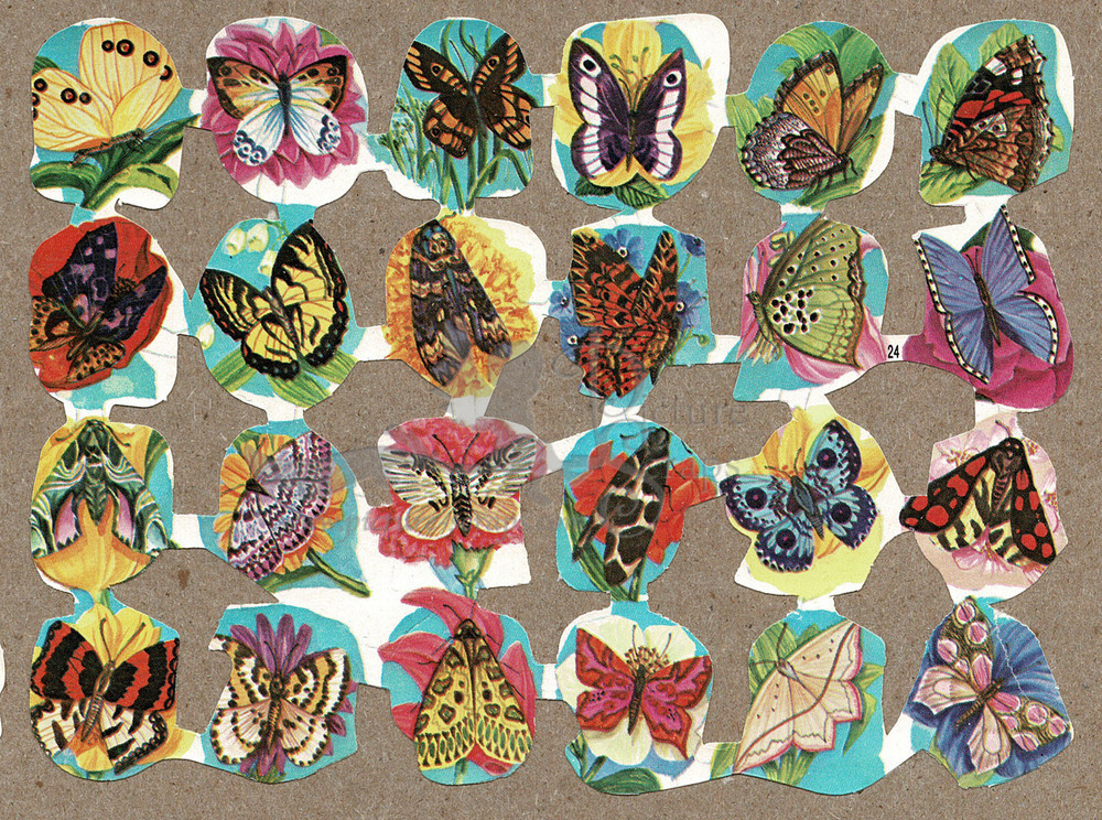 Edivas 24 butterflies.jpg