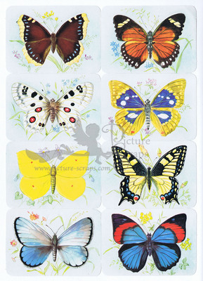 Kruger 99.1 a butterflies.jpg