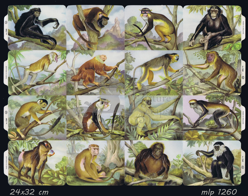 MLP 1260 full sheet monkeys.jpg