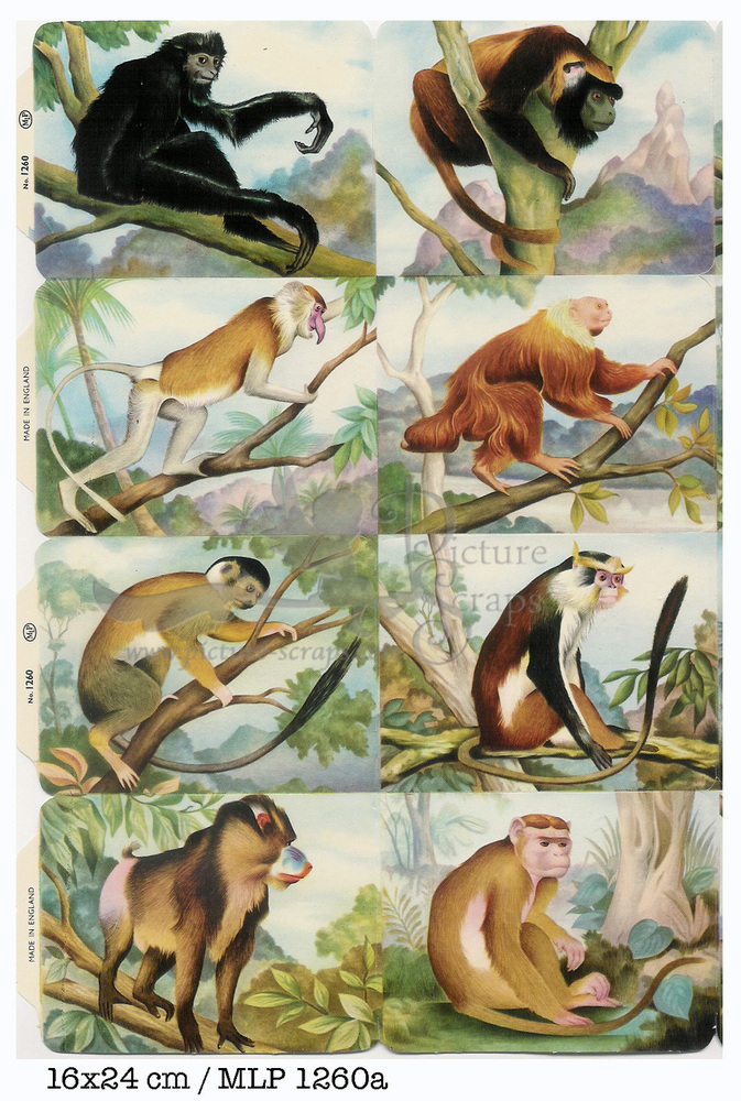 MLP 1260 a monkeys.jpg