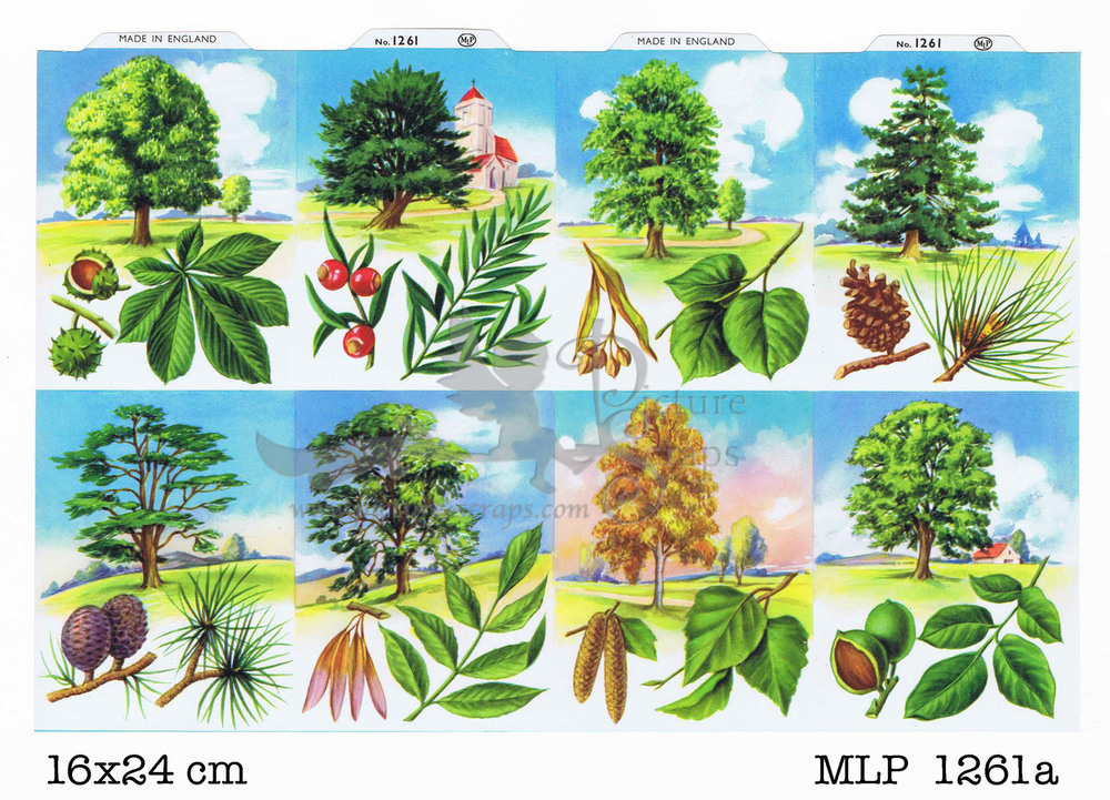 MLP 1261a trees and leaves.jpg