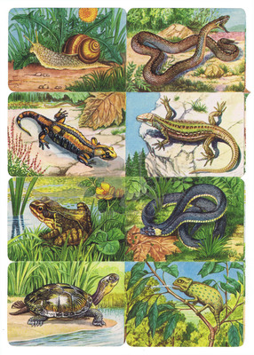 Kruger 99.11 reptiles.jpg
