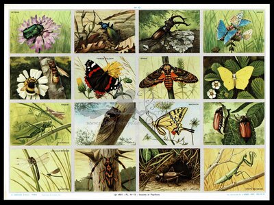 A.Arnaud 13 butterflies.jpg
