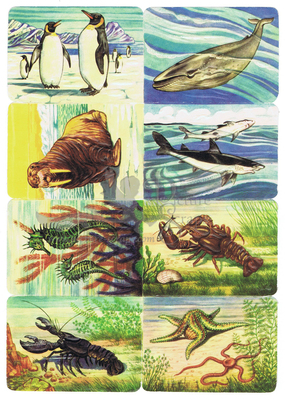 Kruger 99.34 sea animals.jpg