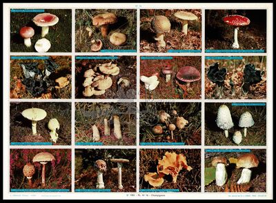 A.Arnaud 16 mushrooms.jpg