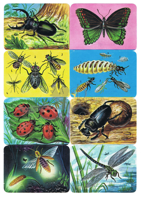 Kruger 99.31 insects.jpg