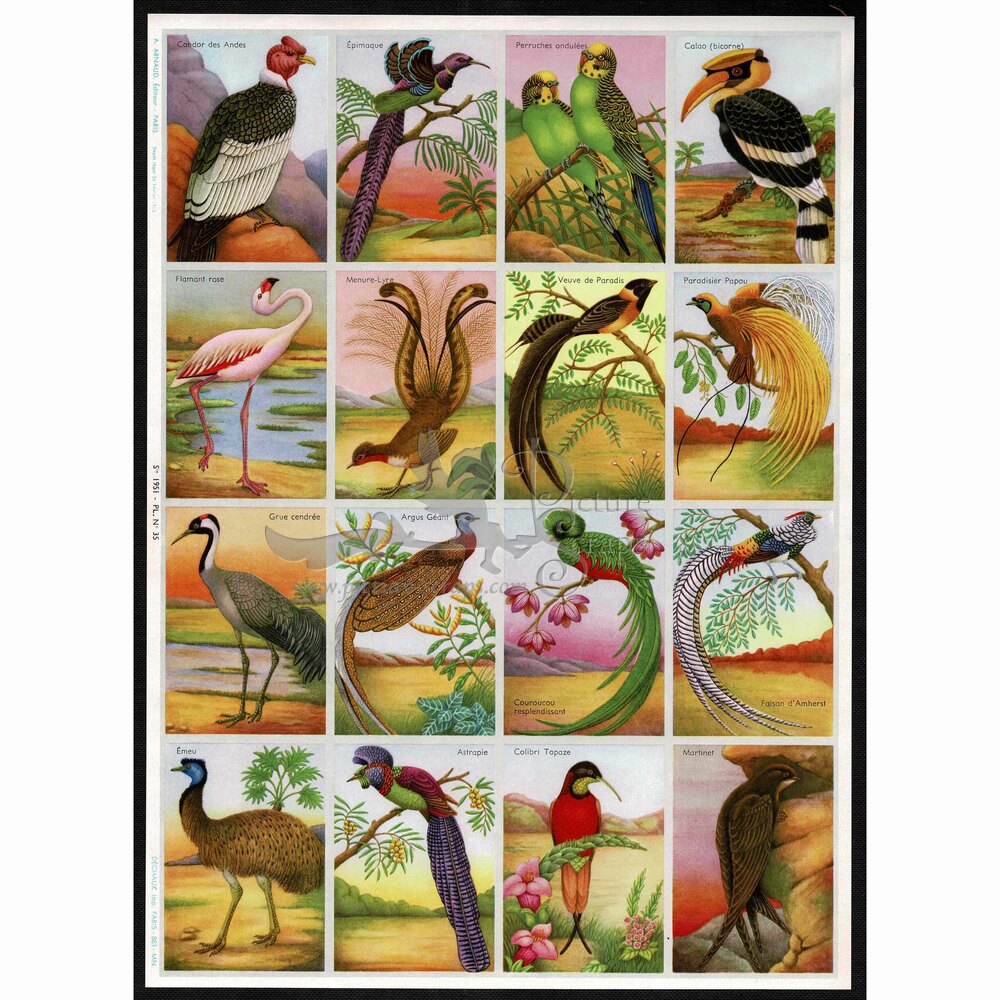 A.Arnaud 35 big birds.jpg