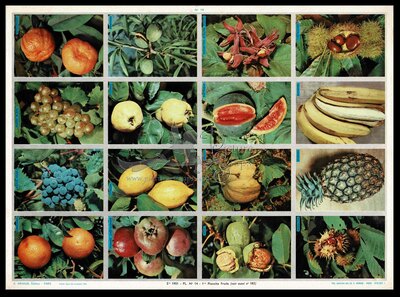 A.Arnaud 14 fruits ( see 185 ).jpg