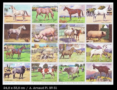 Arnaud 31 domestic animals.jpg