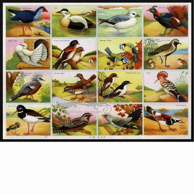 A.Arnaud 34 birds ducks.jpg