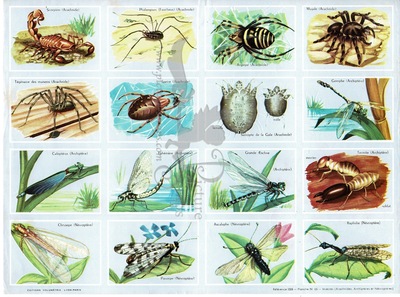 volumetrix 65 insects.jpg