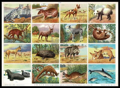 A.Arnaud 40 wild animals.jpg