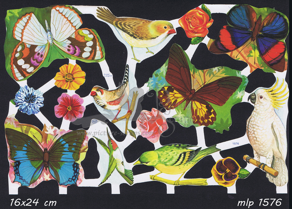 MLP 1576 birds butterflies.jpg